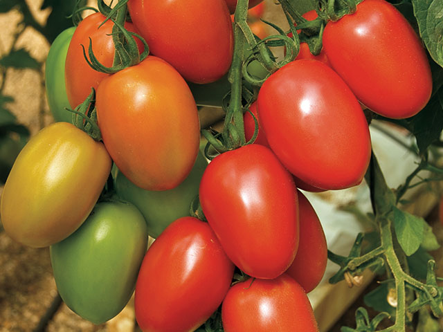 Гранадеро F1 томат 250 семян