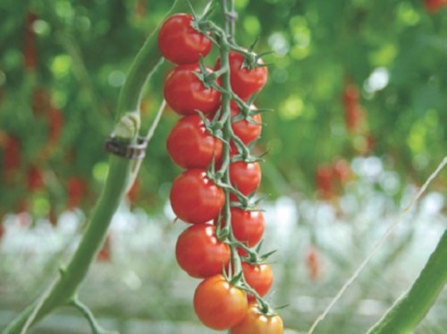 Сакура F1 томат 250 семян