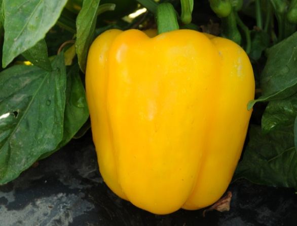 Абей F1 перец сладкий 500 семян