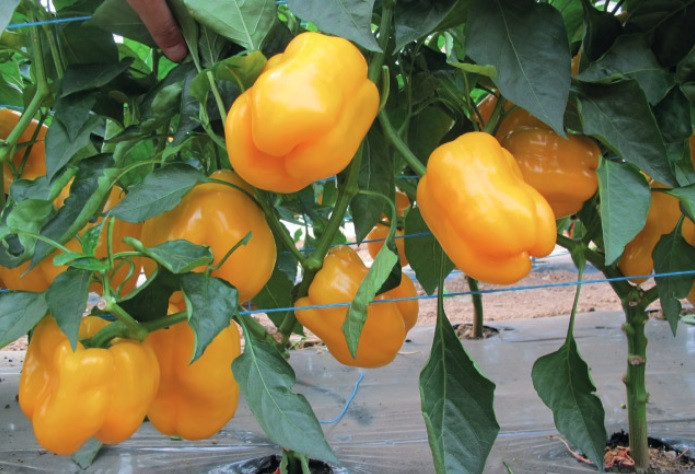 Абей F1 перец сладкий 500 семян