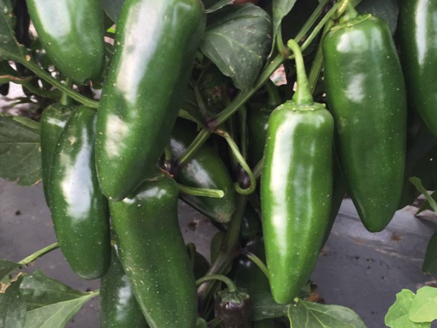 Куатреро F1 перец острый 250 семян