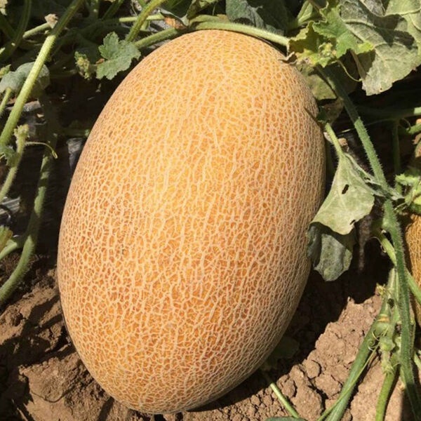 Дейра F1 дыня 500 семян