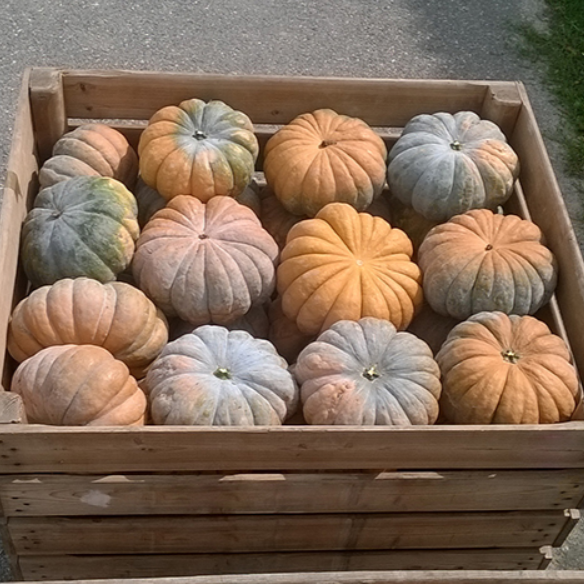 Маноск F1 тыква 500 семян