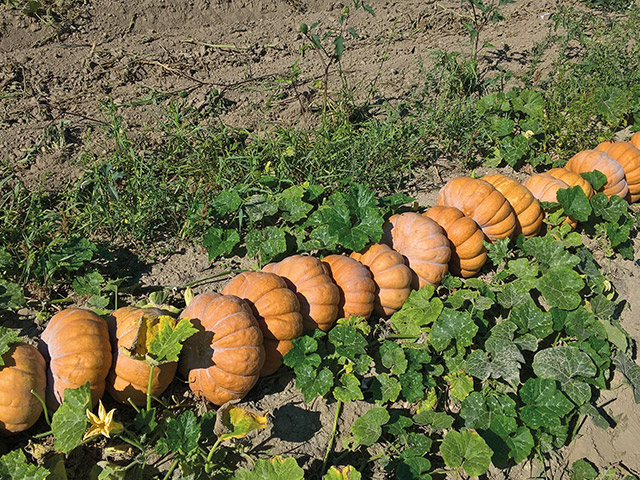 Маноск F1 тыква 500 семян