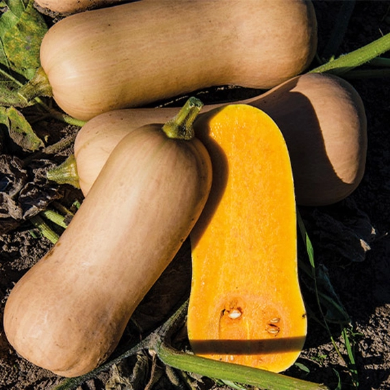 Элиана F1 тыква 500 семян