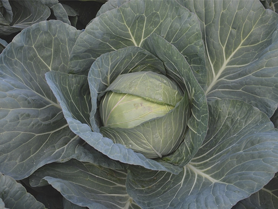 Чирс F1 семена белокочанная 2500 семян