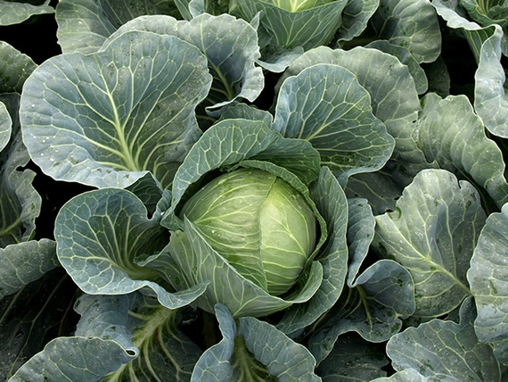Вердеко F1 капуста белокочанная 2500 семян