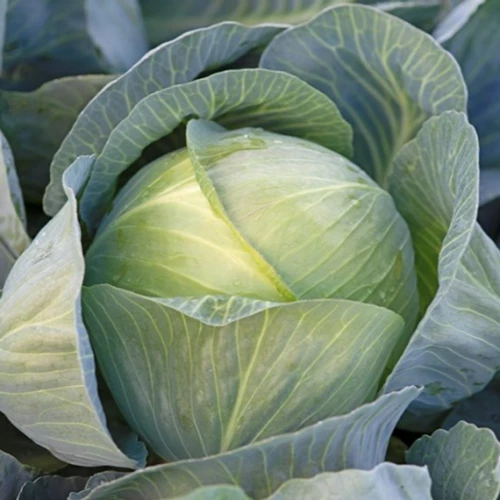 Короната F1 капуста белокочанная 2500 семян