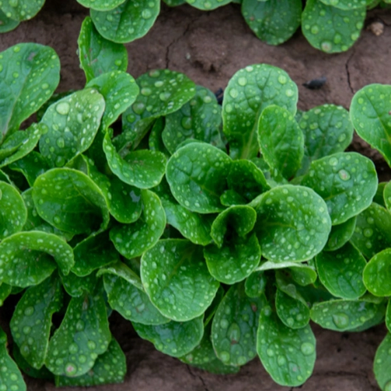 Бонвита корн-салат 250 000 семян