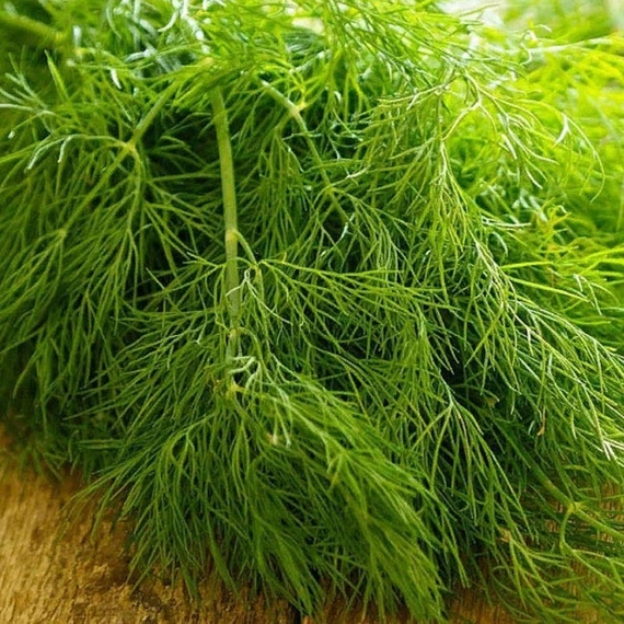 Грин Сливз укроп