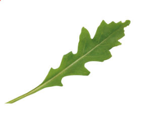 Грация рукола 1 000 000 семян