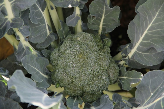 Партенон F1 брокколи 2500 семян