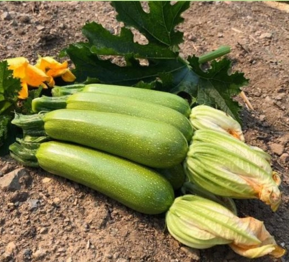 Балхаш F1 кабачок 1000 семян