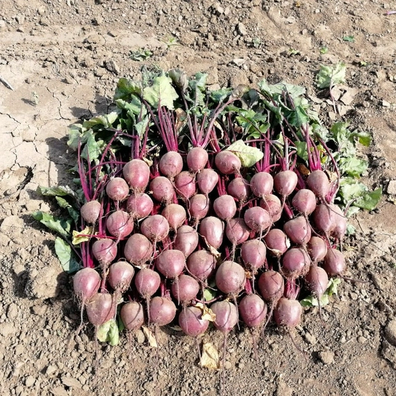 Детройт свекла 50 000 семян