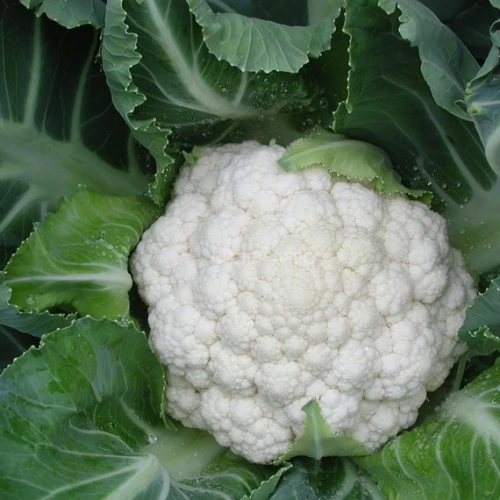 Солистар F1 капуста цветная 2500 семян