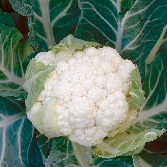 Корлану F1 капуста цветная 2500 семян