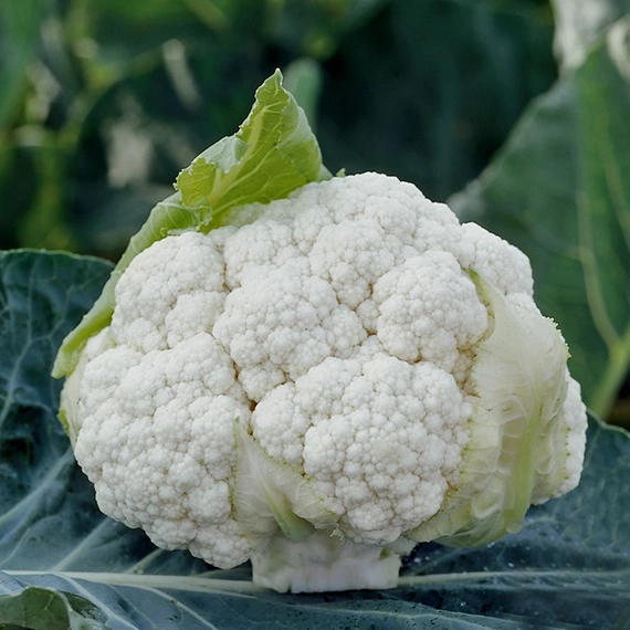 Кларифай F1 капуста цветная 2500 семян