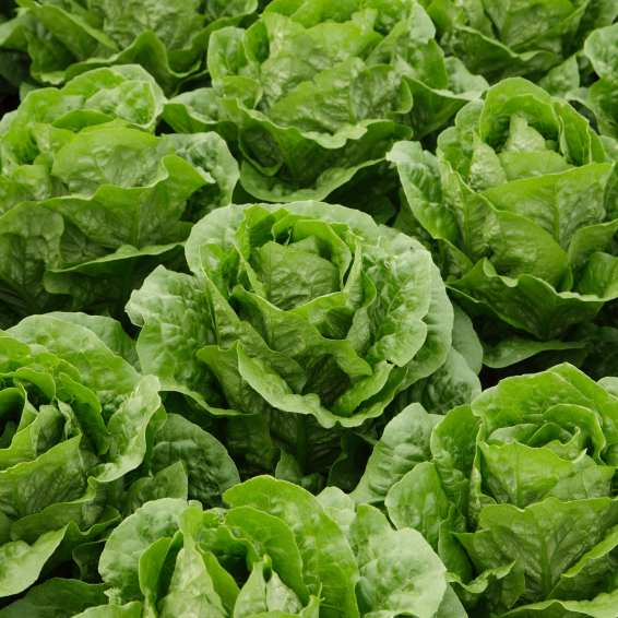 Актина салат романо 5000 семян