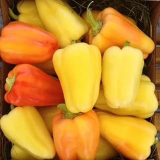 Барби F1 перец сладкий 500 семян