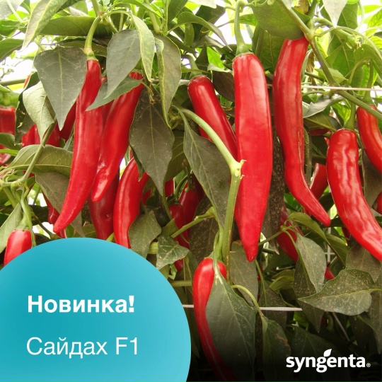 Сайдах F1 перец острый 500 семян