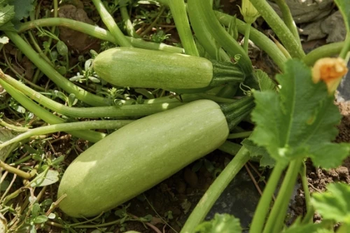 Корделия F1 кабачок 500 семян